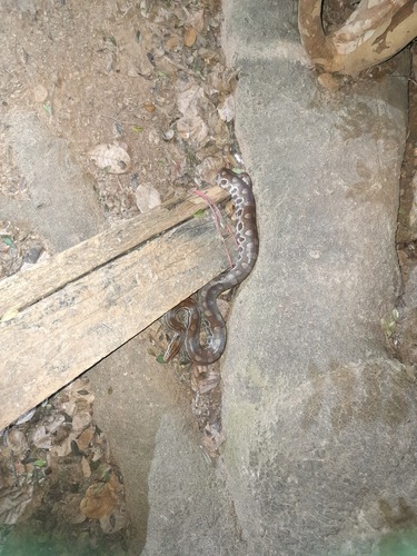 Eastern Rainbow Boa