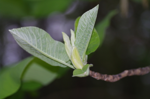 Image of Magnolia macrophylla by no rights reserved
