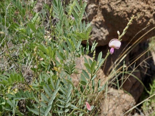 Image of Tephrosia leiocarpa by (c) Sue Carnahan, some rights reserved (CC BY)