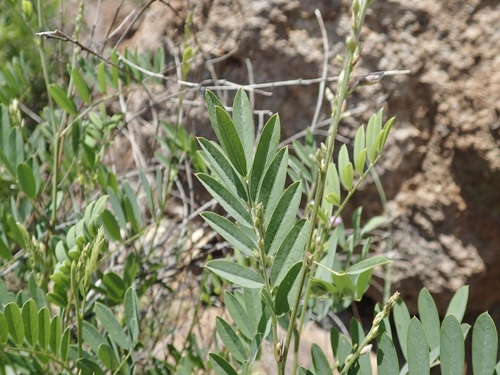Image of Tephrosia leiocarpa by (c) Sue Carnahan, some rights reserved (CC BY)