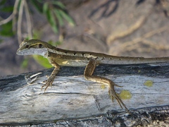 Lophognathus gilberti