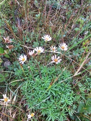 Erigeron hyssopifolius