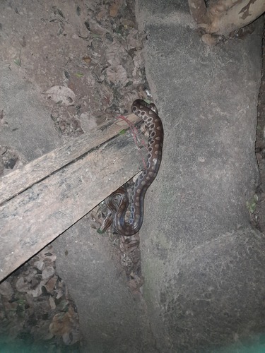 Eastern Rainbow Boa