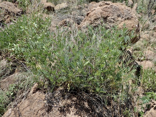 Image of Tephrosia leiocarpa by (c) Sue Carnahan, some rights reserved (CC BY)