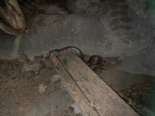 Eastern Rainbow Boa