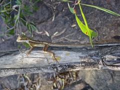 Lophognathus gilberti