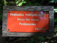 Pandanus purpurascens image