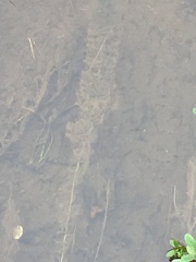 Myriophyllum sibiricum