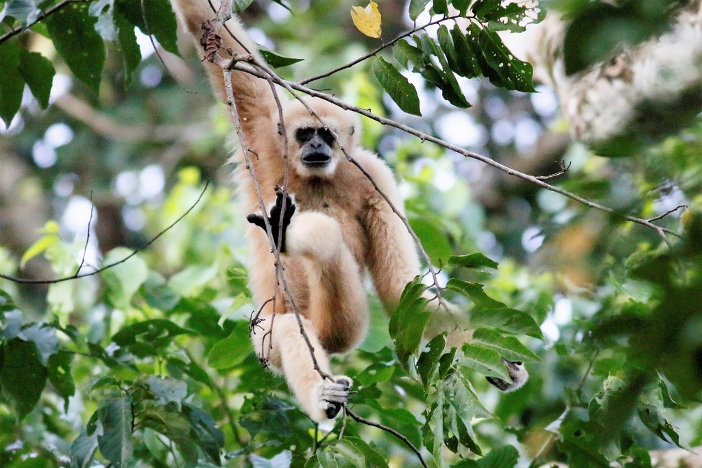 Dwarf Gibbons