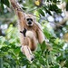 Dwarf Gibbons - Photo (c) ronnieooi, some rights reserved (CC BY-NC)
