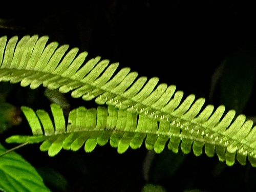 Thylacopteris papillosa observed 2025-04-21