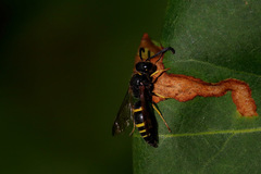 Odynerus spinipes