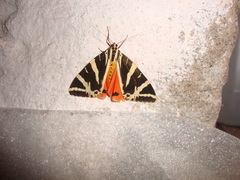 Euplagia quadripunctaria