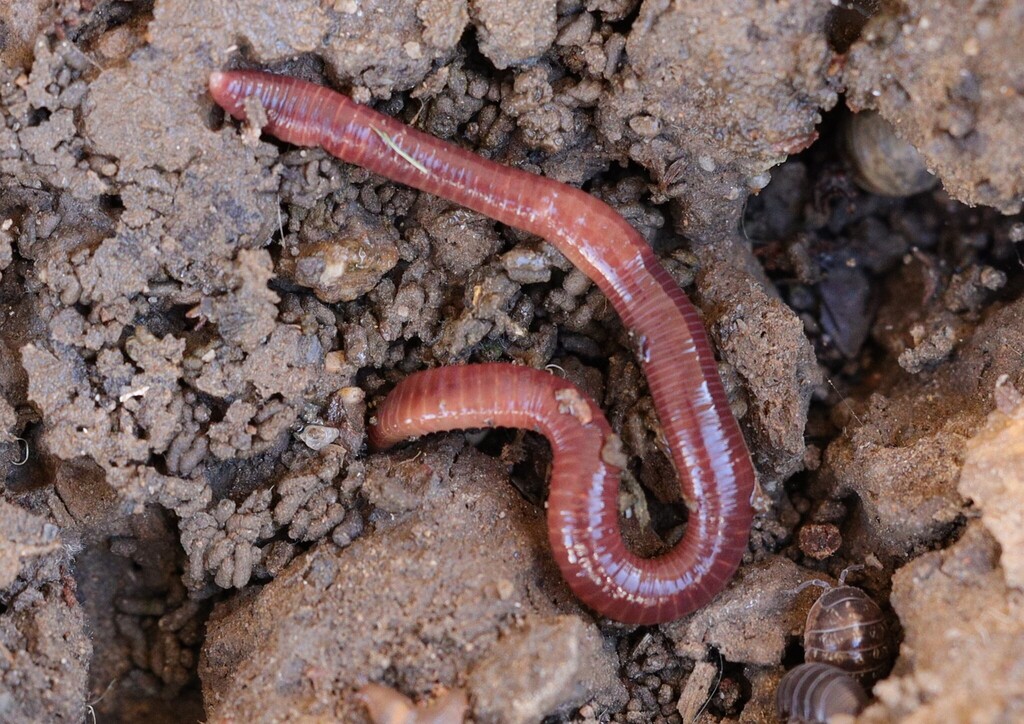 Manure worm
