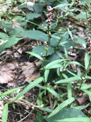 Persicaria minor