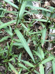 Persicaria minor