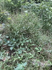 Persicaria minor