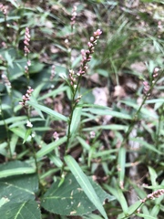 Persicaria minor