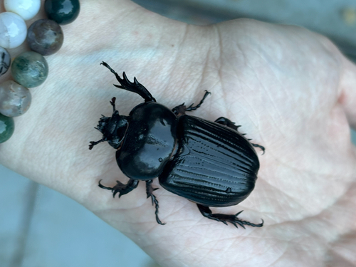 Triceratops Beetle photo 4