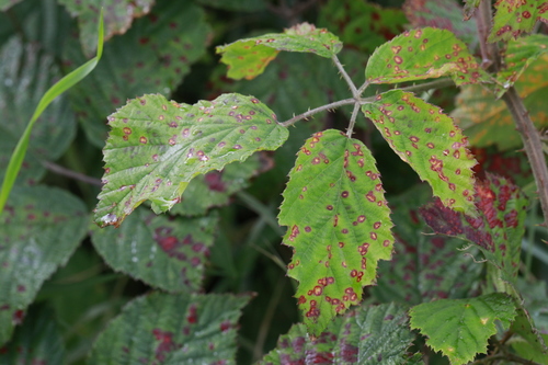 Image of Rubus bartonii by no rights reserved