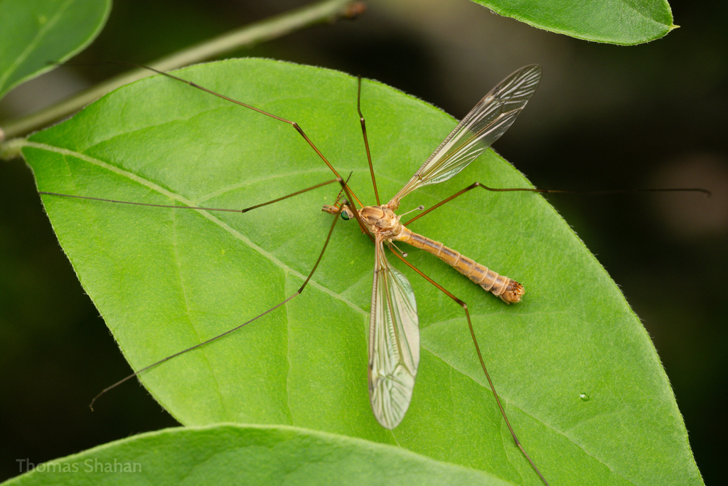Triplicitipula