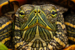 Pond Slider photo 6
