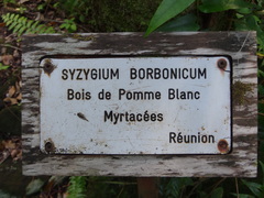 Image of Syzygium borbonicum