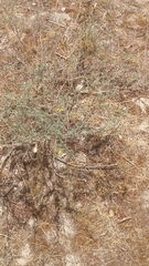 Adenocarpus complicatus