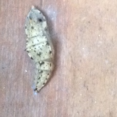 Lepidoptera