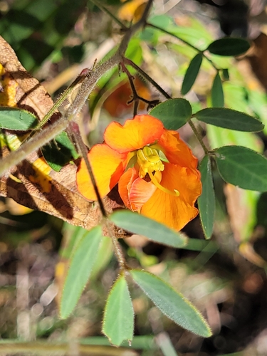 Chamaecrista fagonioides, 2025-04-21
