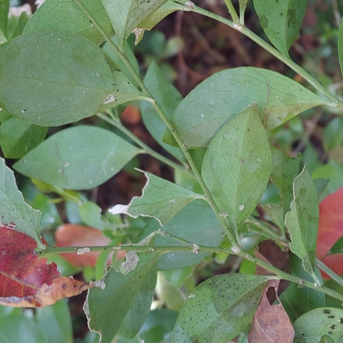 Schaefferia frutescens, photograph 3