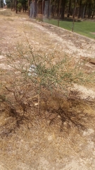 Adenocarpus complicatus