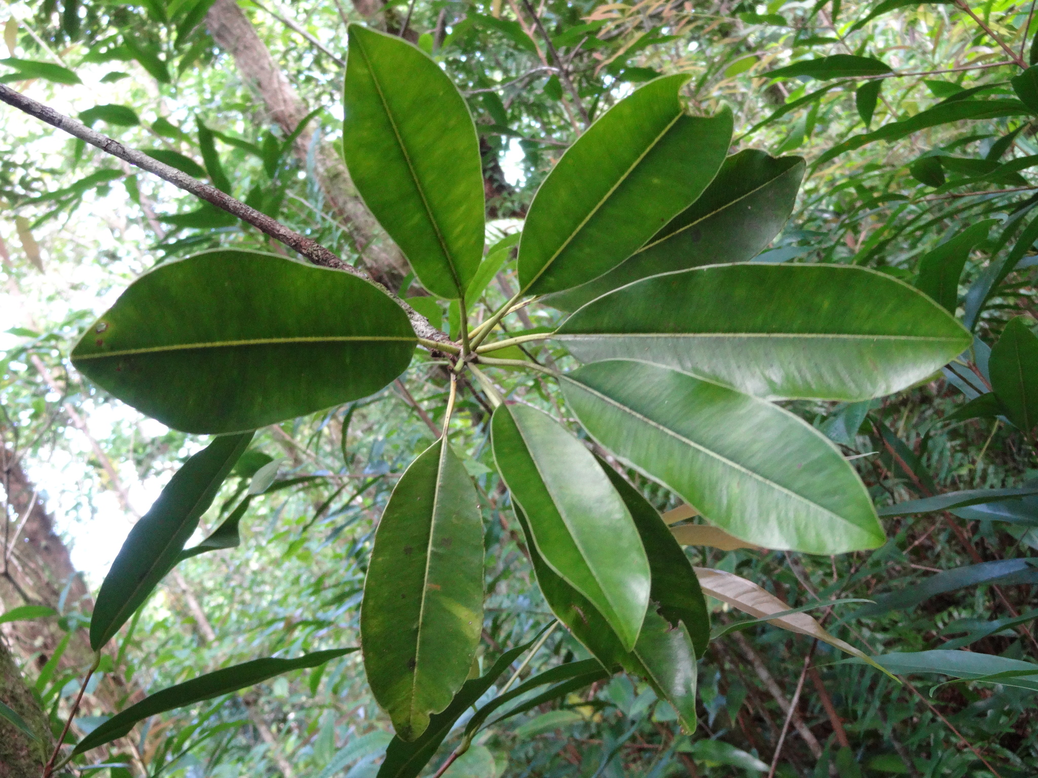 Imagem de Pau-rosa