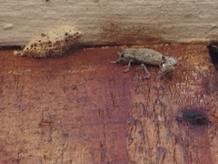 Cnemodontus limpidus