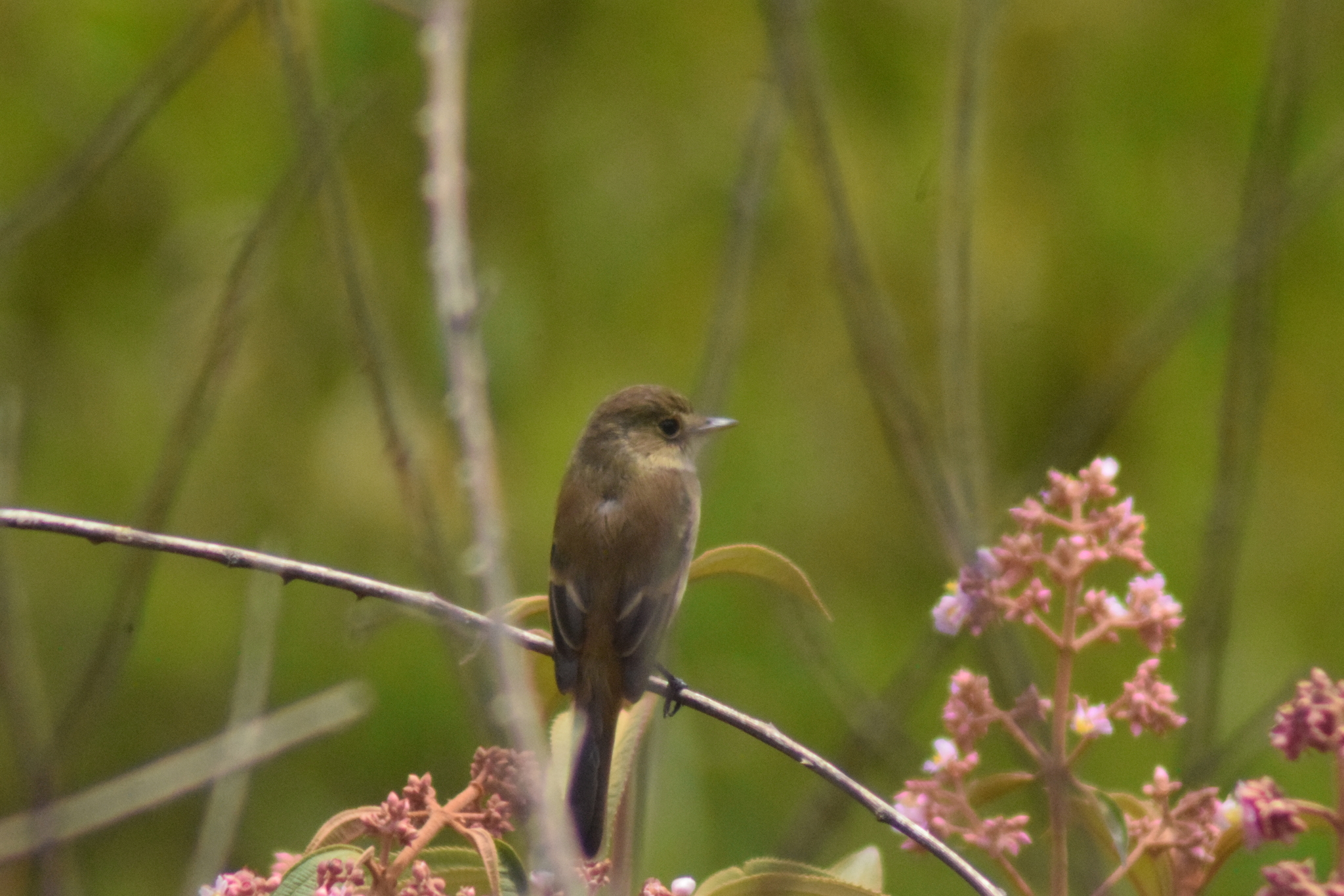 White-throated Flycatcher (Empidonax albigularis), photo 5