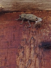 Cnemodontus limpidus