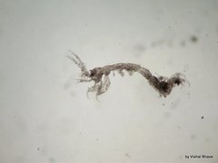 Paracaprella pusilla