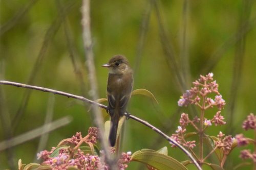 White-throated Flycatcher (Empidonax albigularis), photo 6