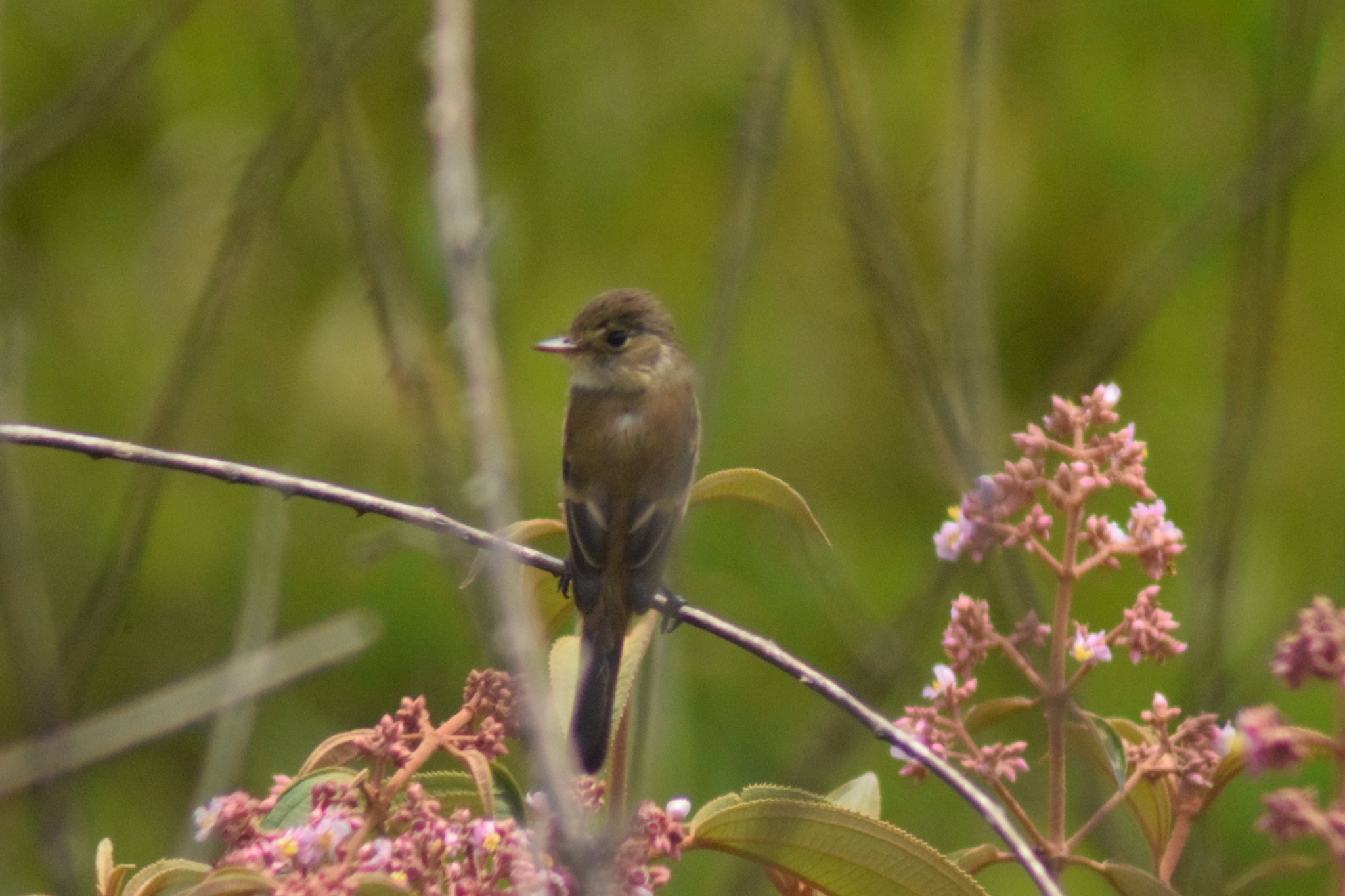 White-throated Flycatcher (Empidonax albigularis), photo 6