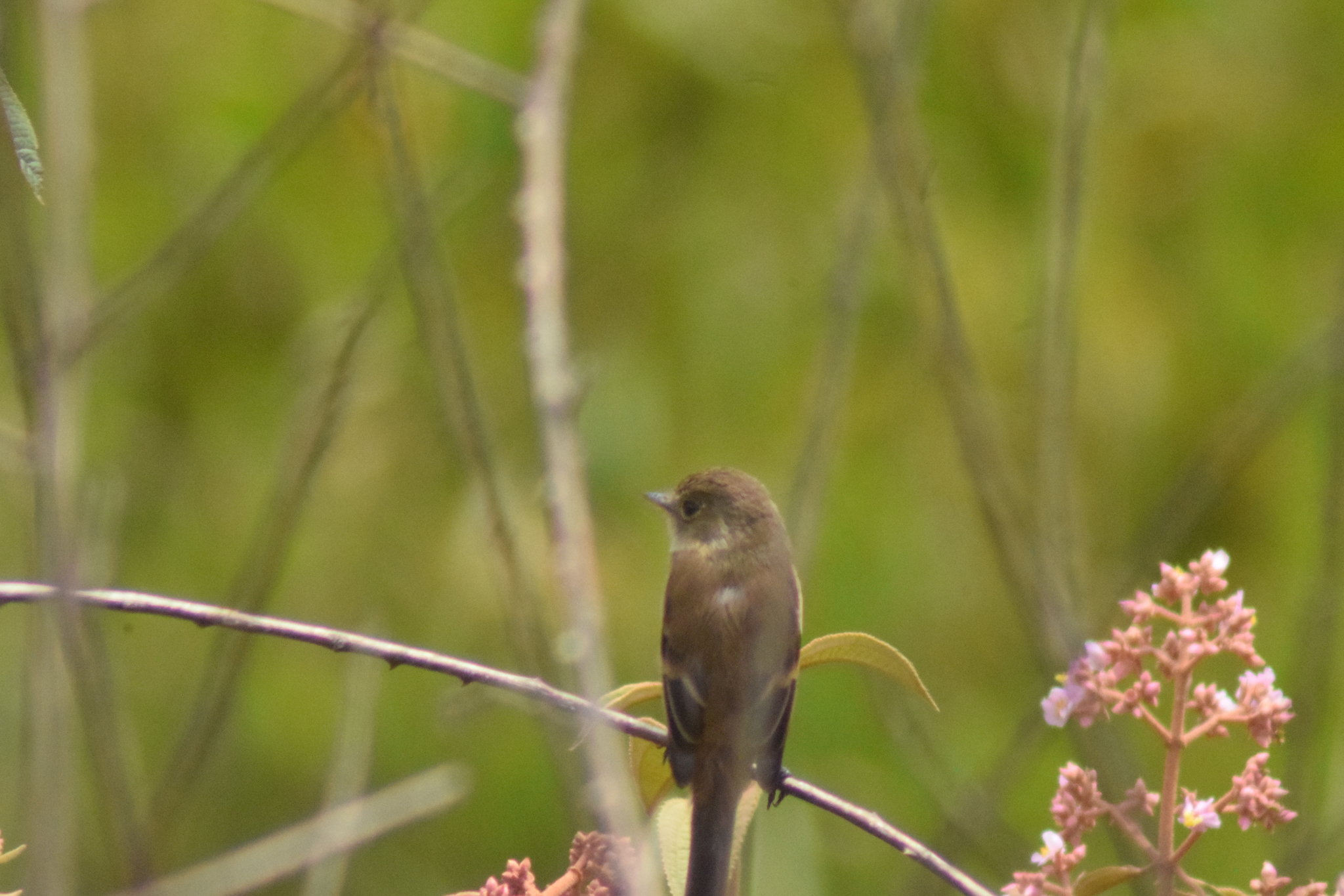 White-throated Flycatcher (Empidonax albigularis), photo 7