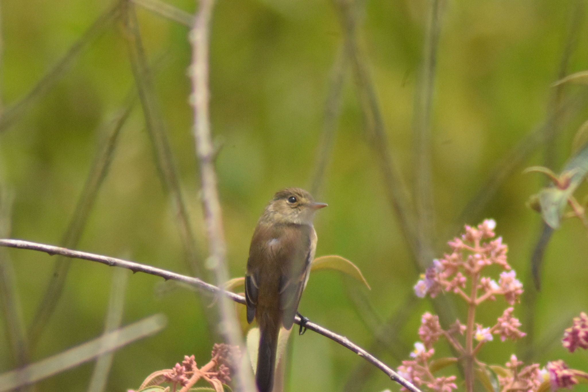 White-throated Flycatcher (Empidonax albigularis), photo 8