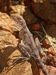 Ctenophorus caudicinctus
