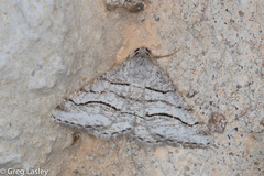 Digrammia pallorata