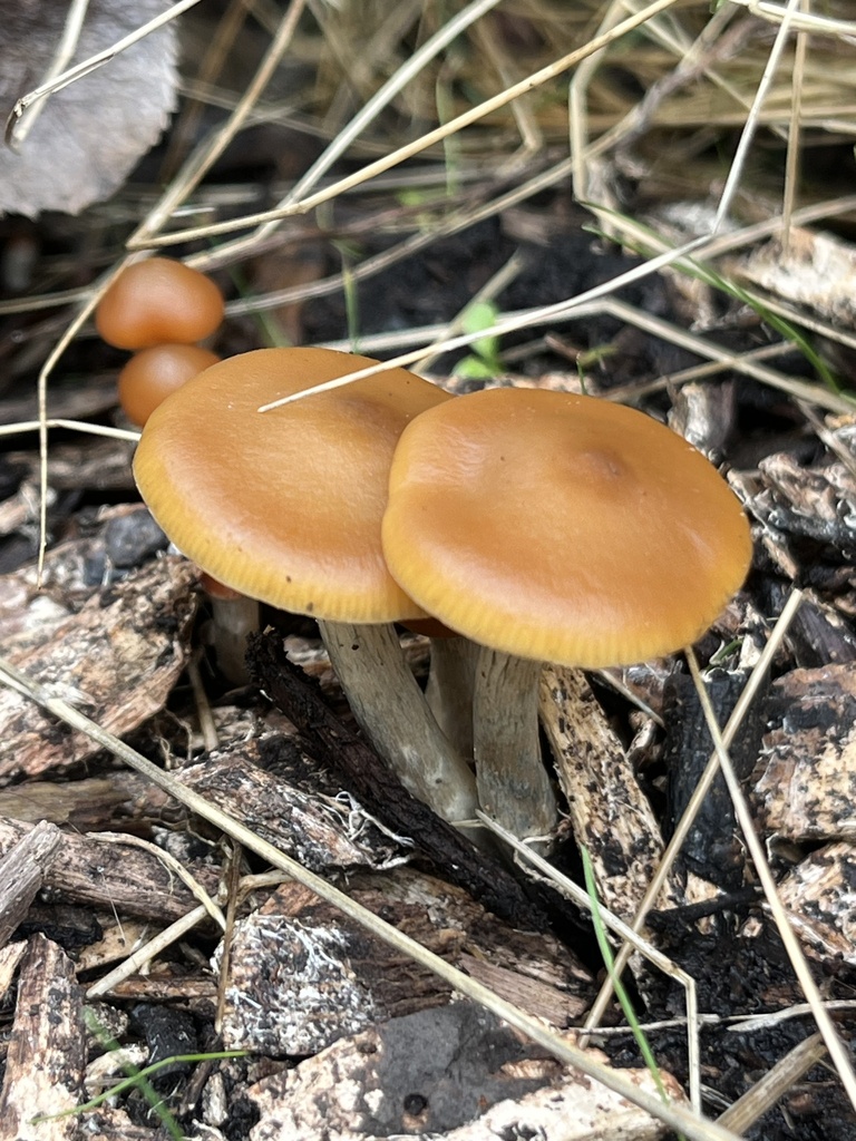 Psilocybe subaeruginosa · April 2025 · photo: © btforester (iNaturalist, cc-by)