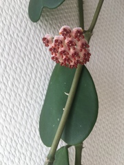 Hoya kerrii