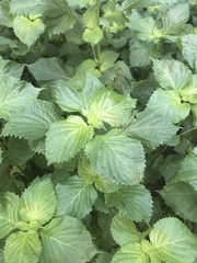 Perilla frutescens
