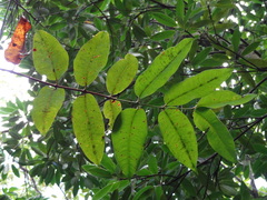 Syzygium cymosum