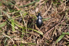 Carabus convexus