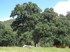 Quercus eduardii