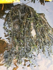 Drepanocladus